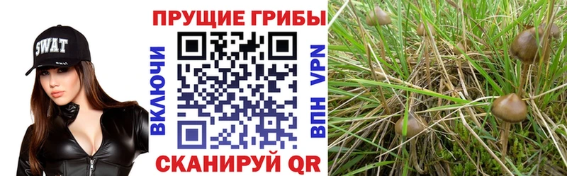 Псилоцибиновые грибы Psilocybine cubensis  Железногорск-Илимский 